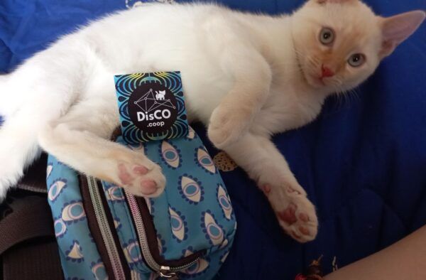 White cat with a DisCO sticker